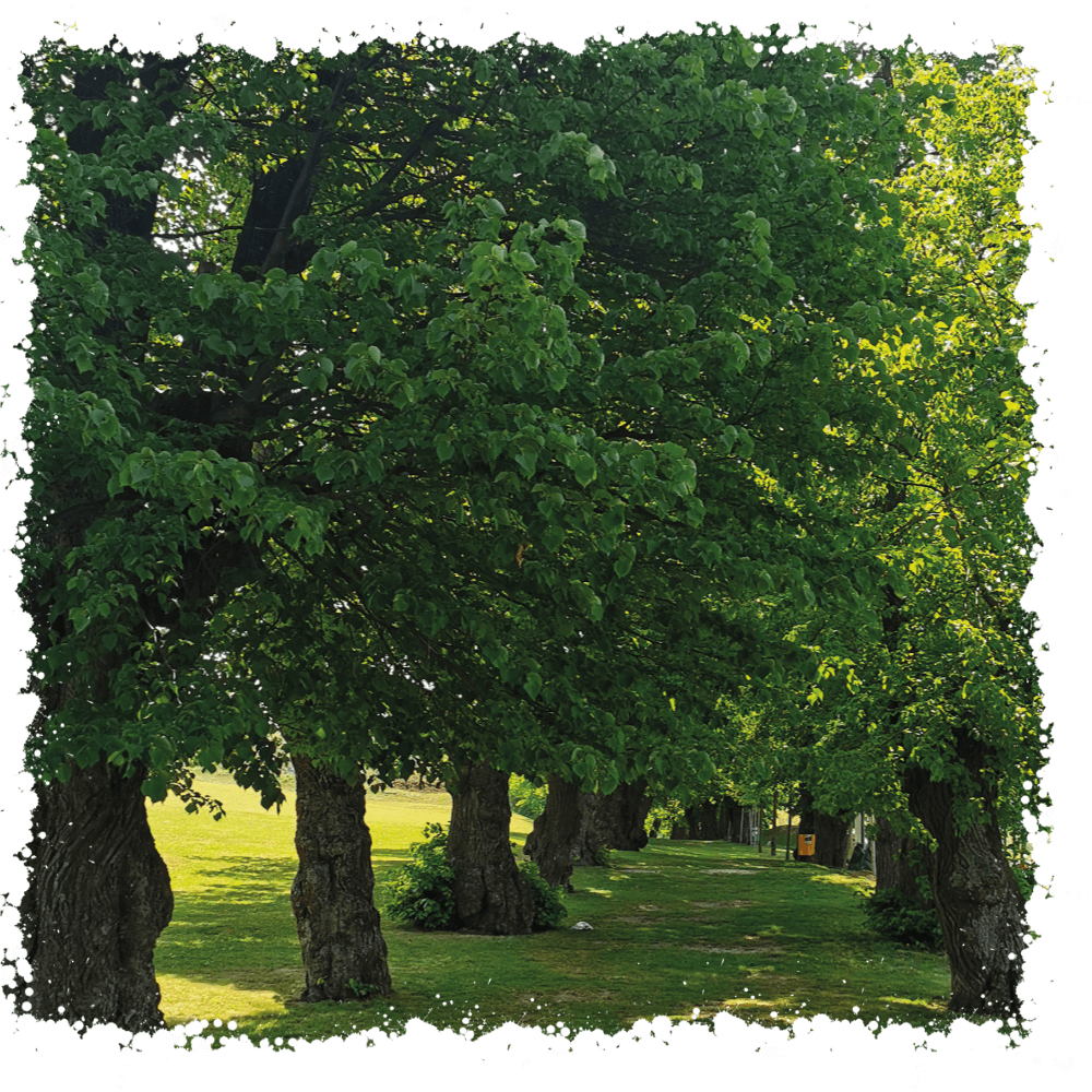 Lindenallee Hornstein